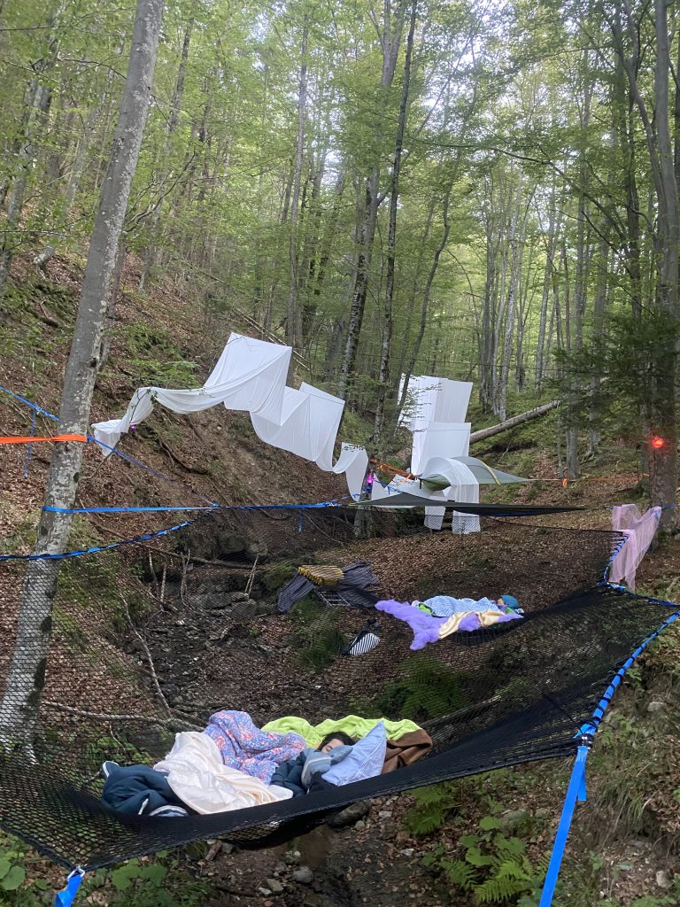 Dreaming in the Forest